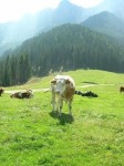Cow on Mountain