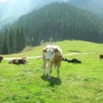 Cow on Mountain