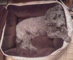 Hugo in dog bed